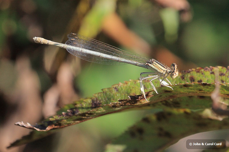 IMG_1721 Platycnemis latipes female.JPG